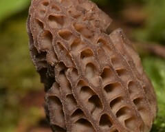 Morchella
