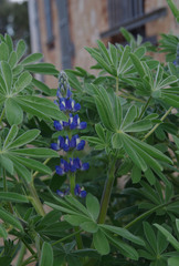 Lupinus cosentinii