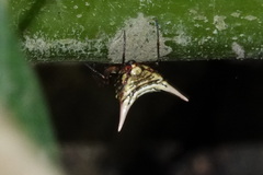 Micrathena acuta