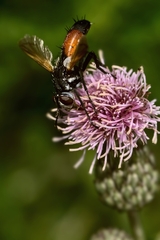 Cylindromyia intermedia