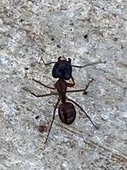 Camponotus sansabeanus