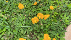 Arachis pintoi