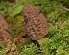 Morchella