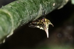 Micrathena acuta