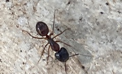 Camponotus sansabeanus