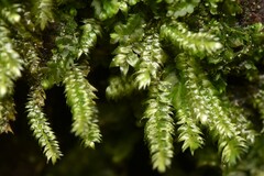 Pseudotaxiphyllum elegans