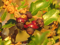 Disholcaspis prehensa