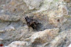 Paratettix mexicanus