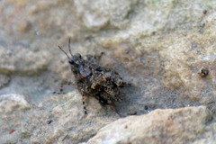 Paratettix mexicanus