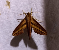 Theretra oldenlandiae