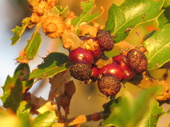 Disholcaspis prehensa