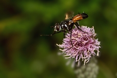 Cylindromyia intermedia
