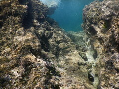 Thalassoma pavo