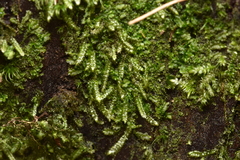 Pseudotaxiphyllum elegans