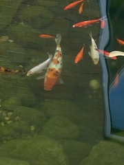 Cyprinus rubrofuscus