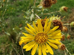 Grindelia hirsutula