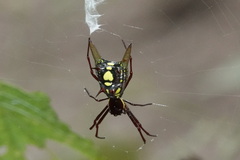 Micrathena coca