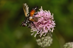 Cylindromyia intermedia