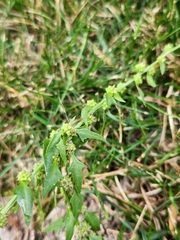 Blitum virgatum