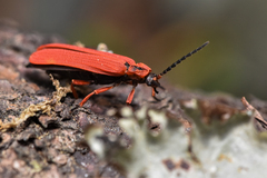 Dictyoptera simplicipes