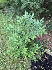 Amorphophallus konjac