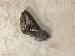 Autographa