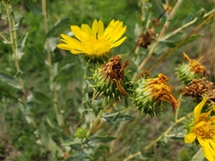 Grindelia hirsutula