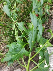Blitum virgatum