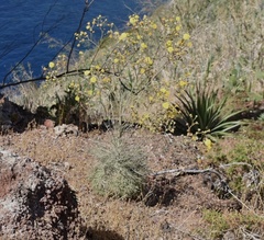 Andryala crithmifolia