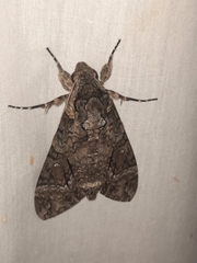 Agrius cingulata