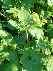 Rhamphospermum arvense