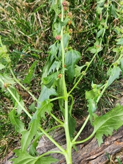 Blitum virgatum