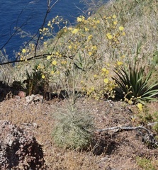 Andryala crithmifolia