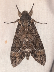 Agrius cingulata
