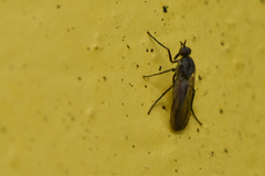 Empidoidea