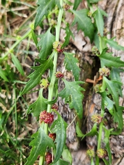 Blitum virgatum