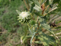 Grindelia hirsutula