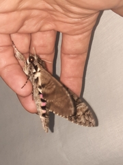 Agrius cingulata