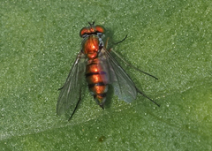 Condylostylus caudatus