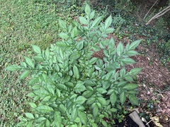 Amorphophallus konjac