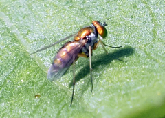 Condylostylus caudatus