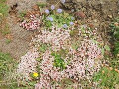 Sedum anglicum