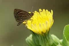 Callimormus interpunctata