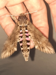 Agrius cingulata
