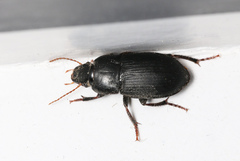 Harpalus tardus