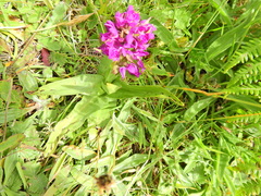 Dactylorhiza