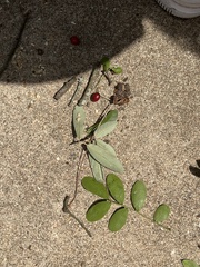 Dermatophyllum secundiflorum