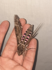 Agrius cingulata