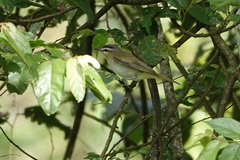 Vireo chivi