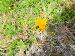 Cryptocephalus sericeus